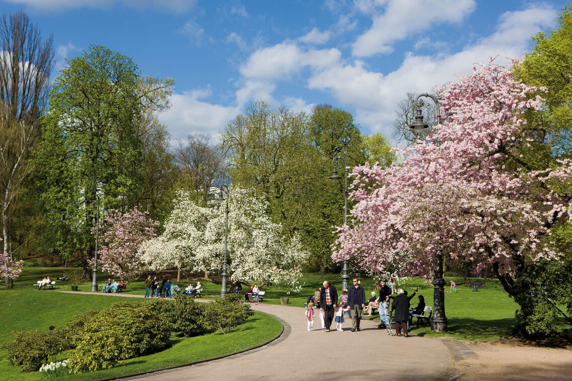 Kirschblüten im Park